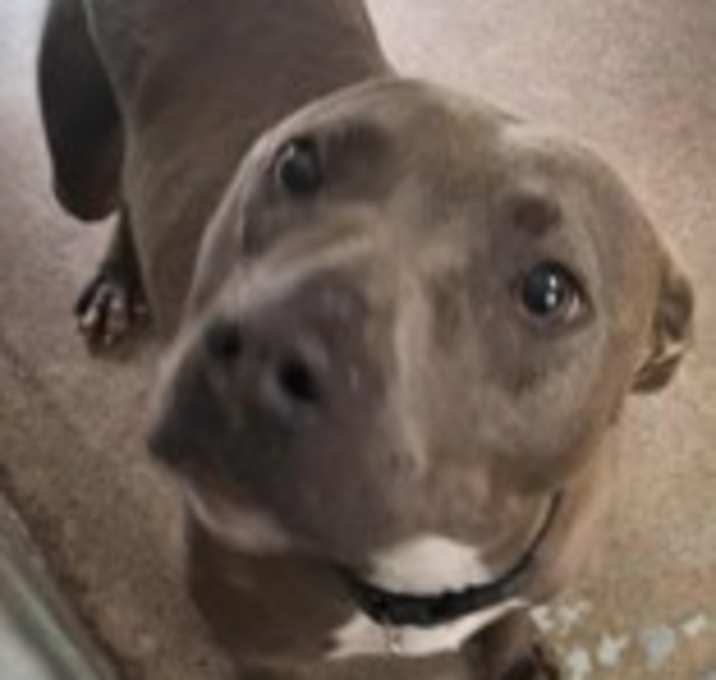 Photo of Biscuit