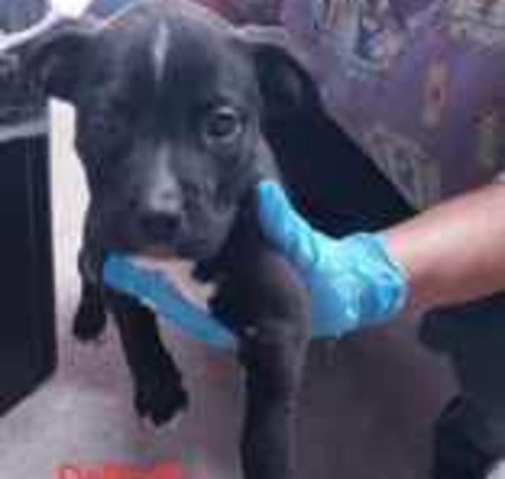 Photo of Daffodil