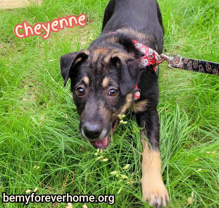 Photo of Cheyenne