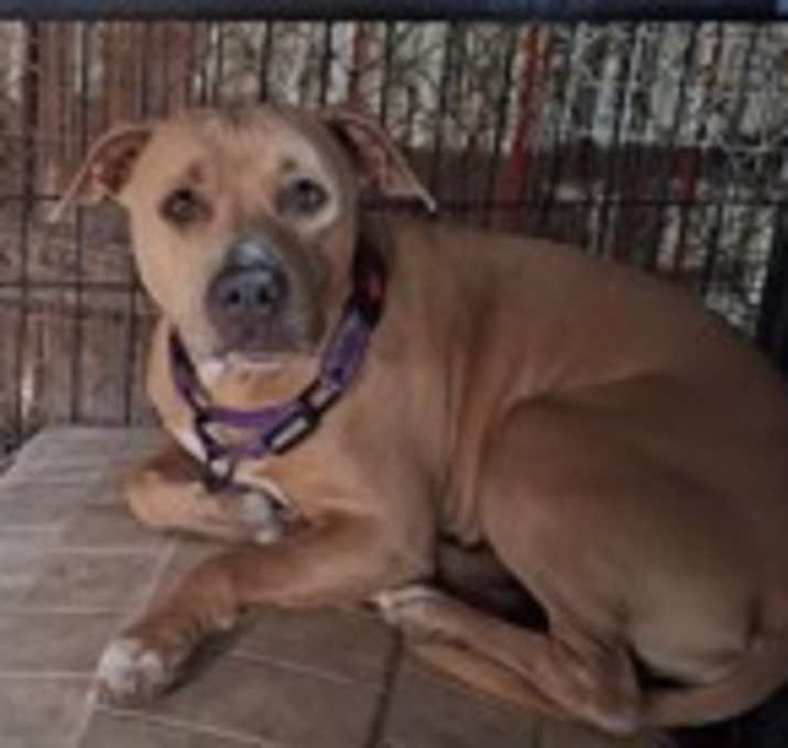Photo of Sadie