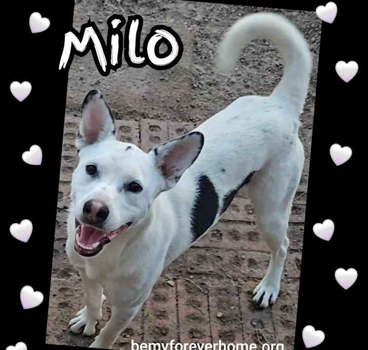 Photo of Milo