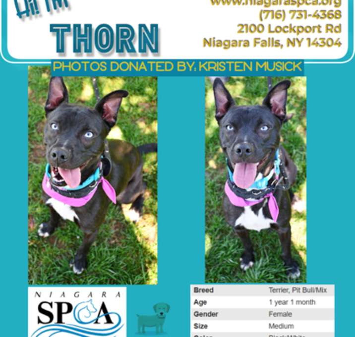 Photo of Thorn