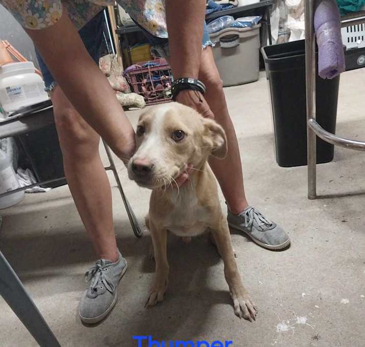 Photo of Thumper