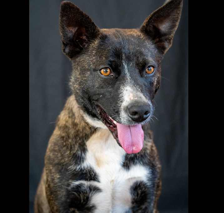 Photo of GYPSY