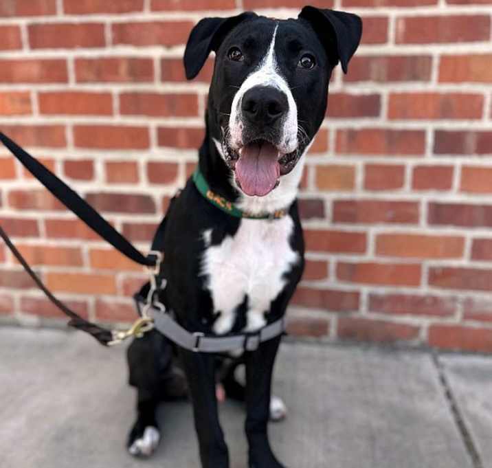 Photo of Dapper