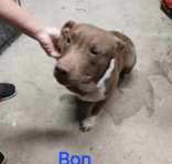 Photo of Bon