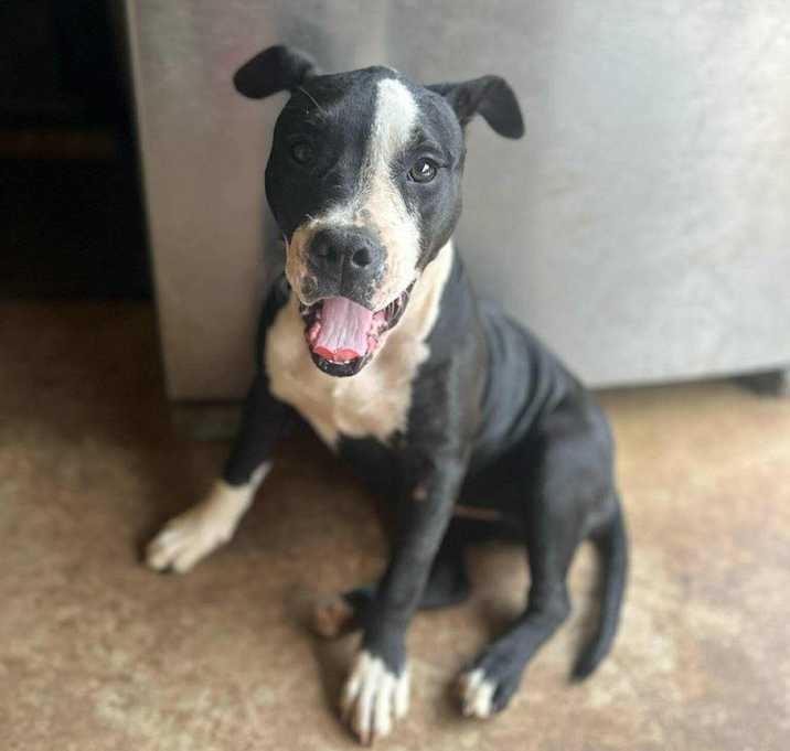 Photo of Millie