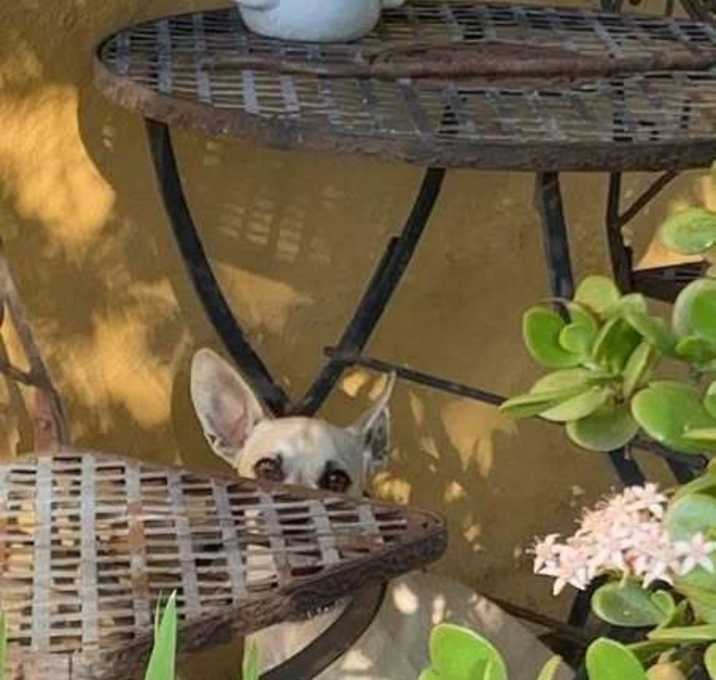 Photo of Trixie (Chihuahua)