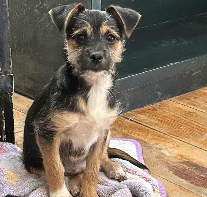 Photo of Bert