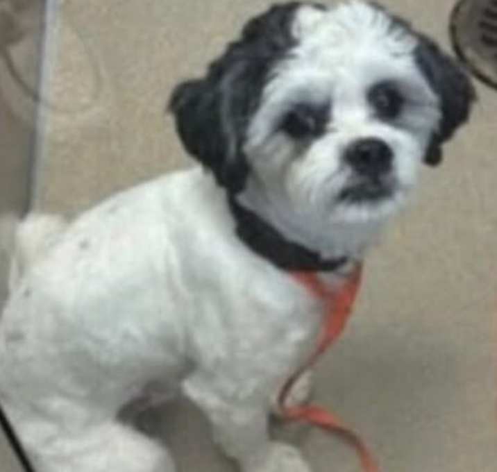 Photo of Bandit