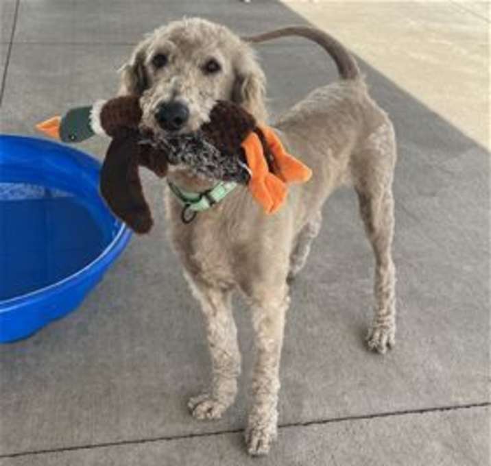 Photo of Goose