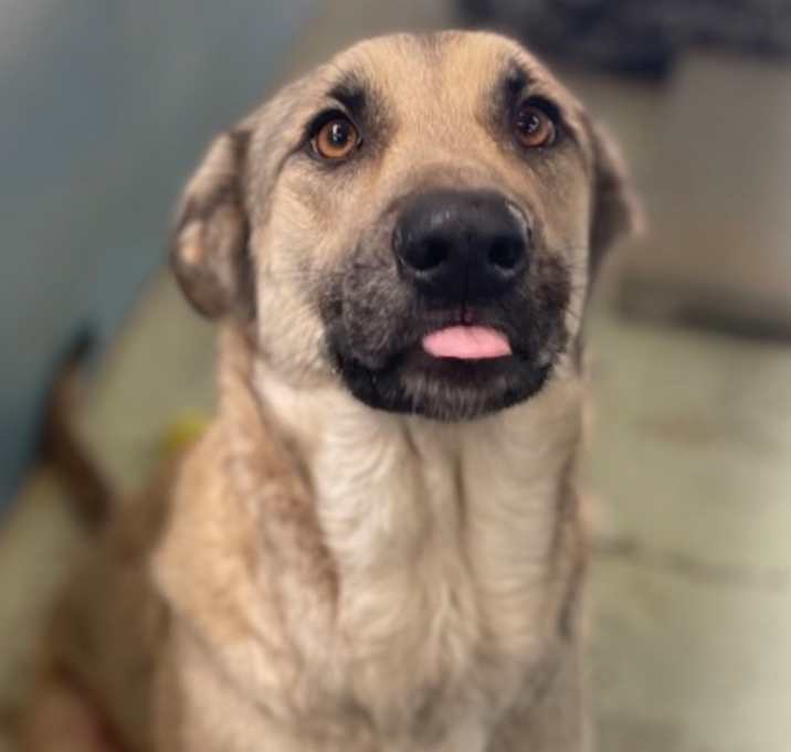 Photo of Piper