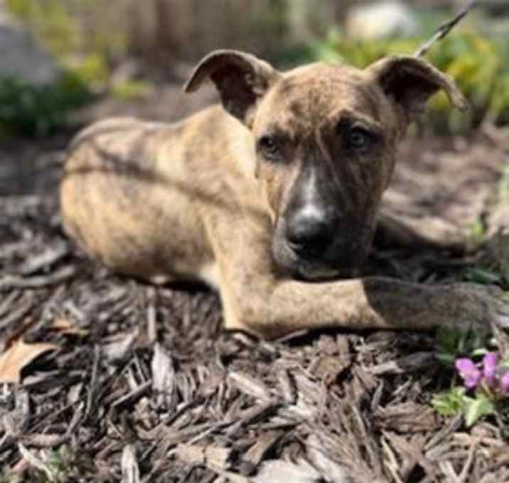 Photo of Wrangler