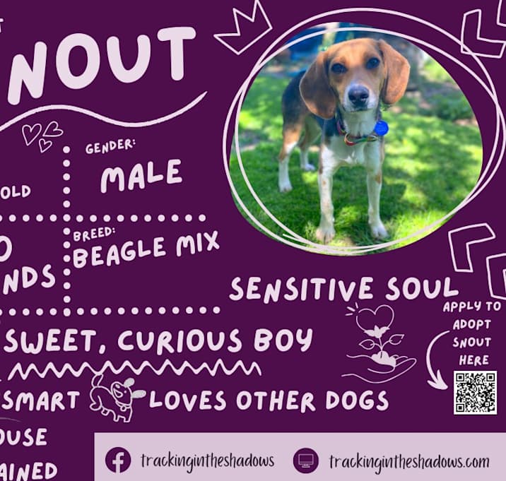 Photo of Snout