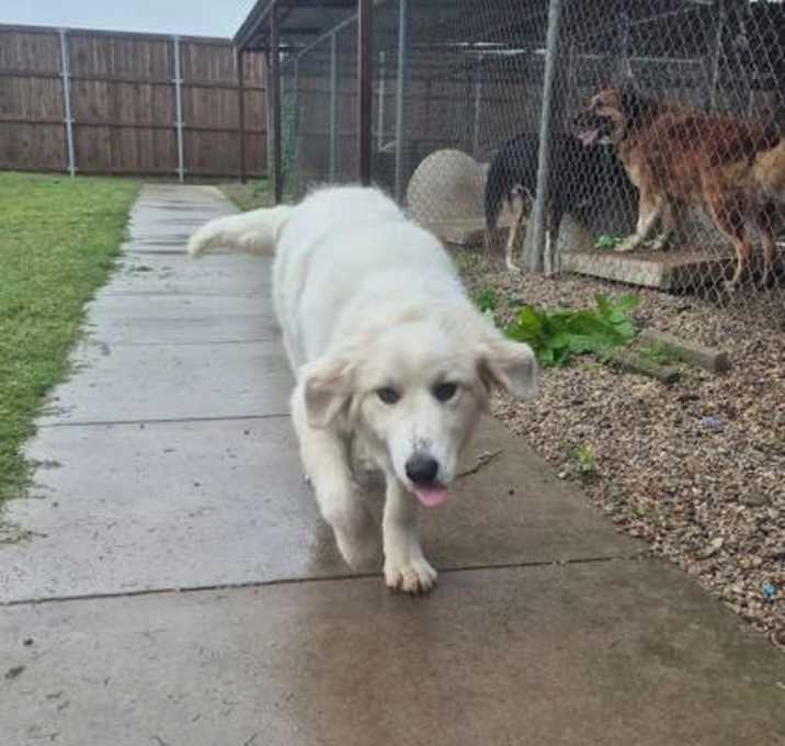 Photo of Sadie