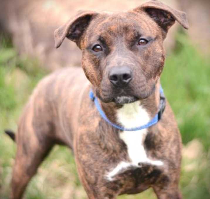 Photo of Atlas