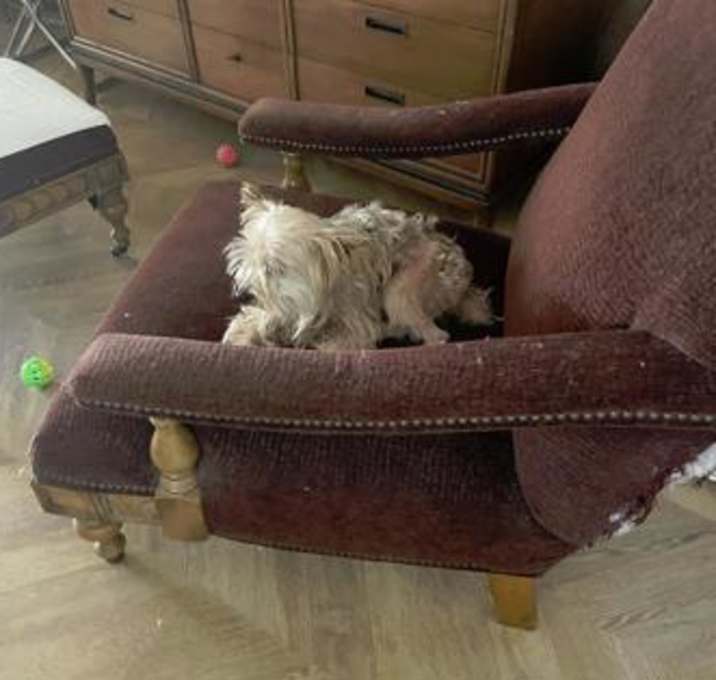 Photo of Buzz