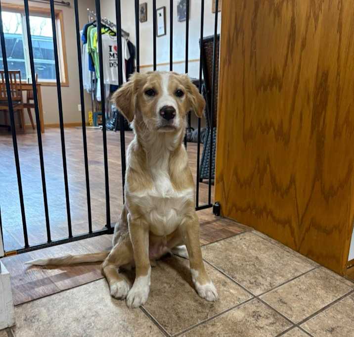 Photo of Toby