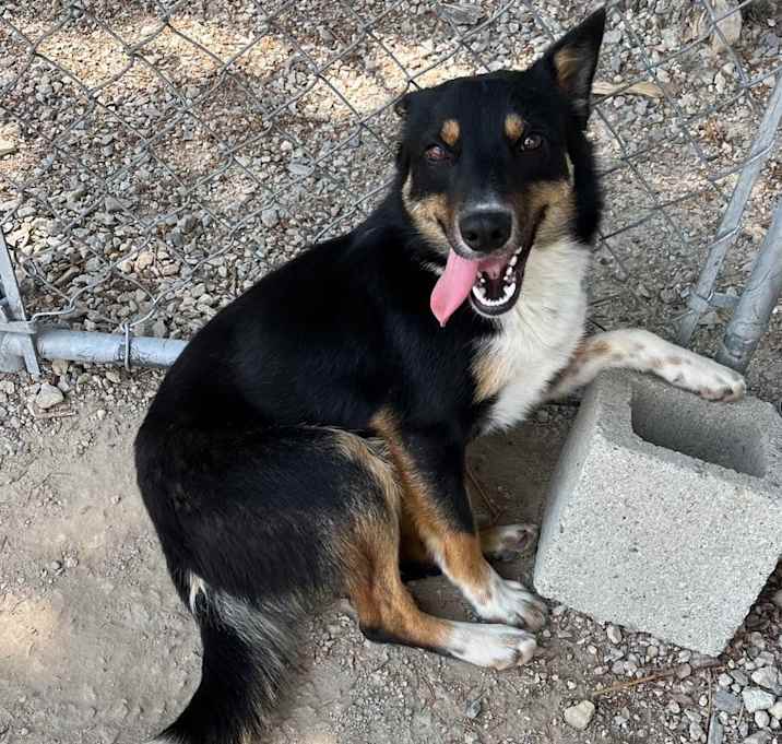 Photo of Buster