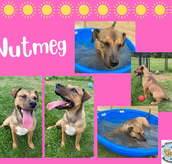 Photo of Nutmeg