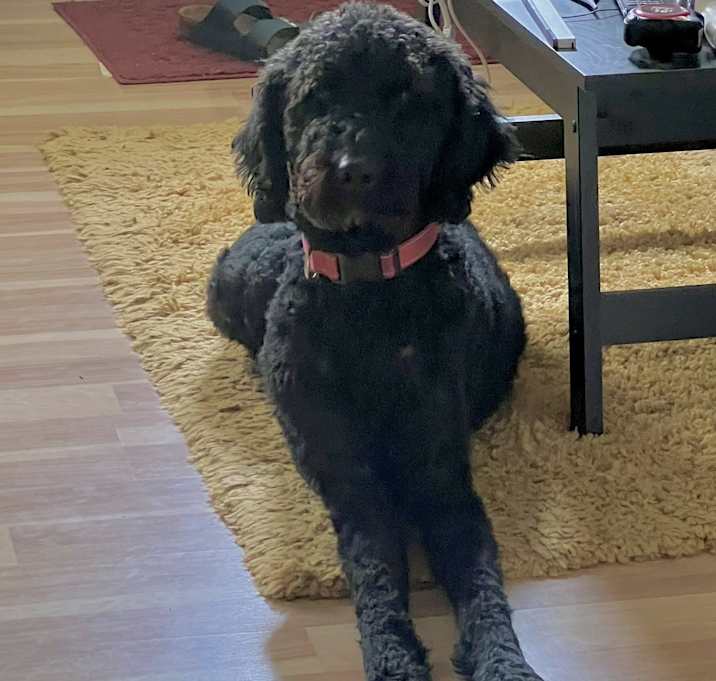 Photo of Chip