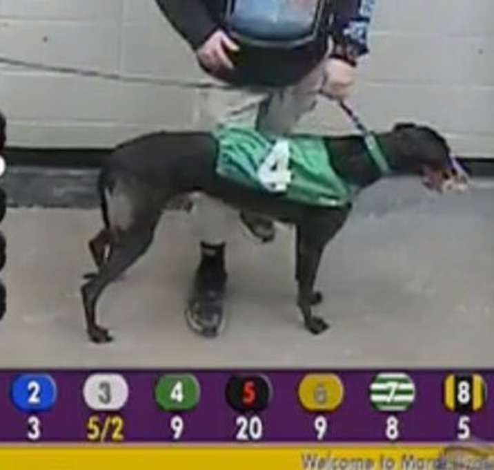 Photo of WW Himalaya (Buckley)