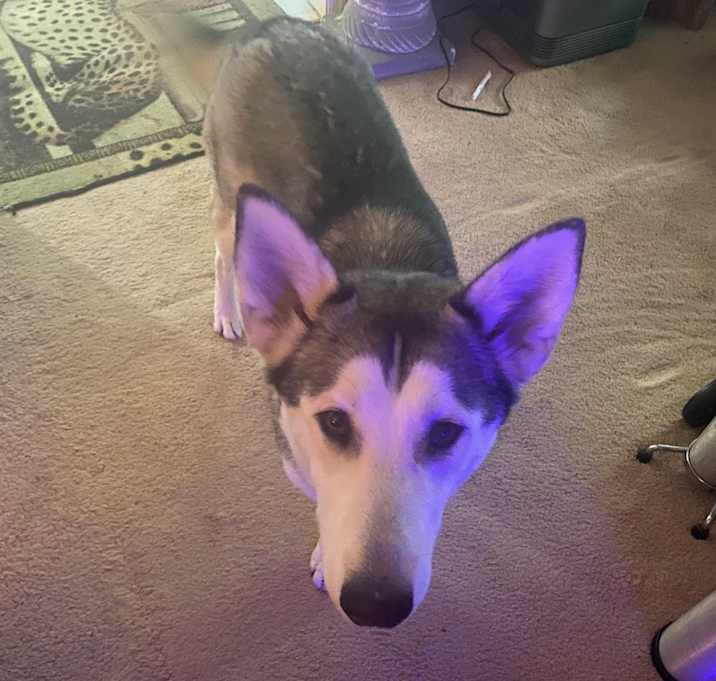 Photo of Artemis