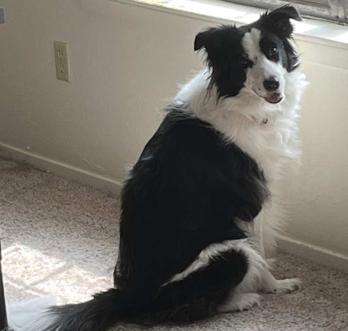 Photo of Oreo