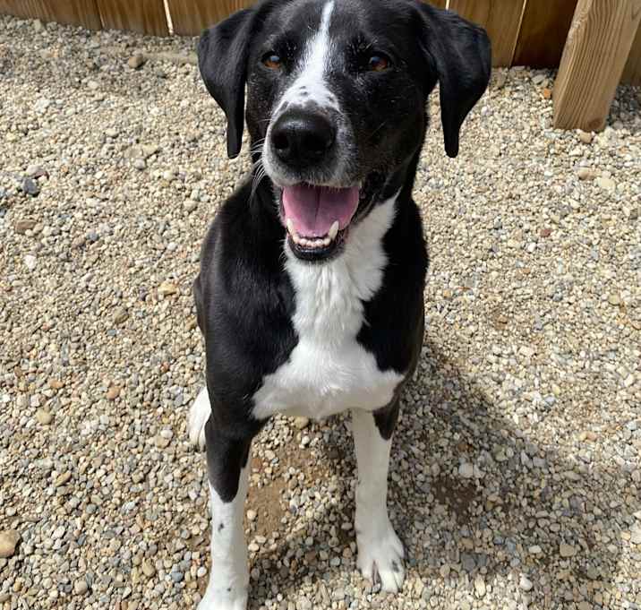 Photo of Cooper