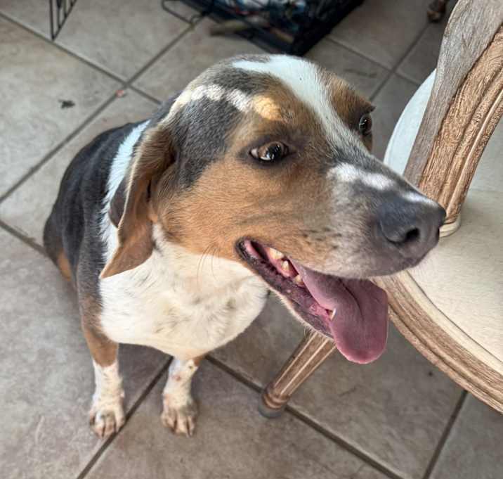 Photo of Buck