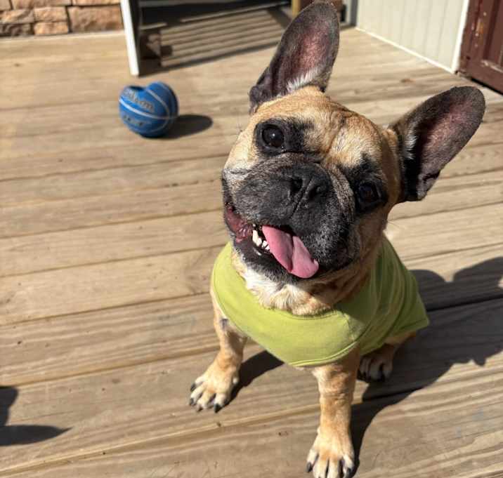Photo of Porkchop