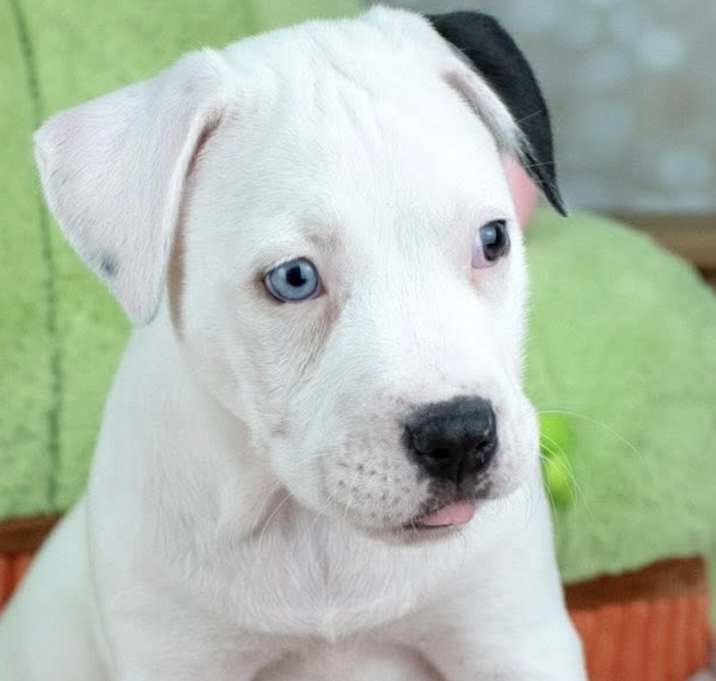 Photo of Bitsy
