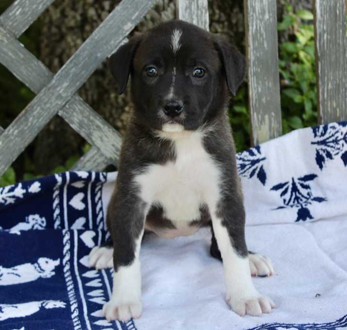 Photo of Cookie