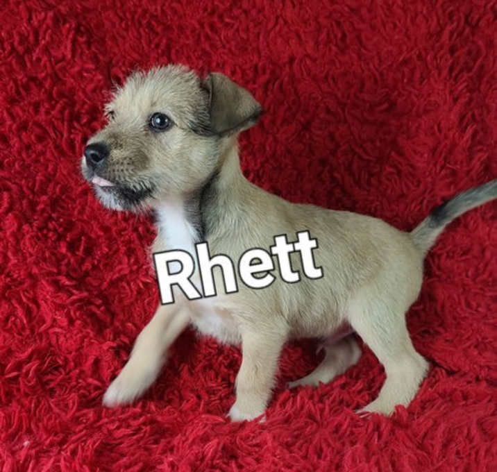 Photo of Rhett