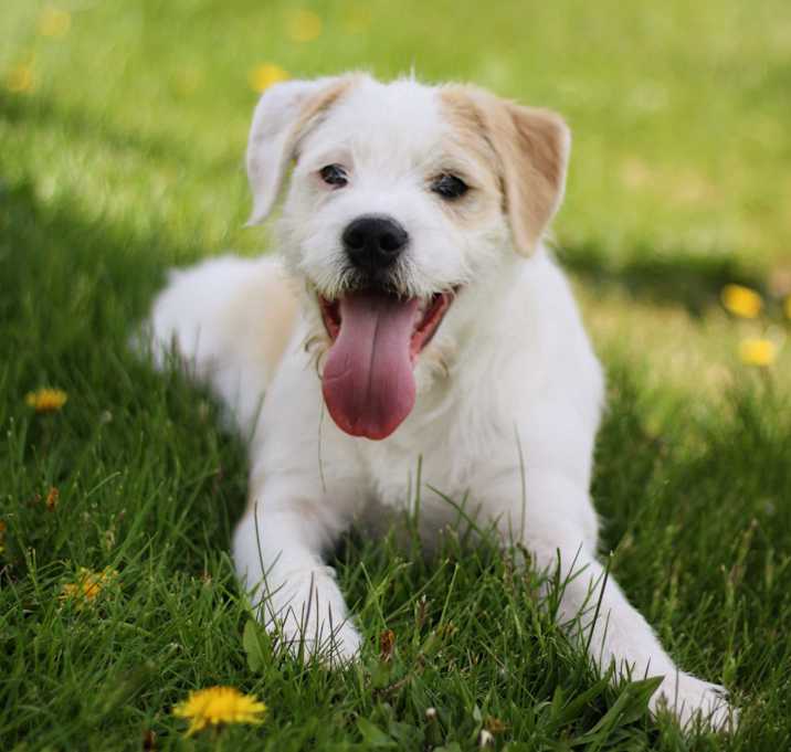 Photo of Scout
