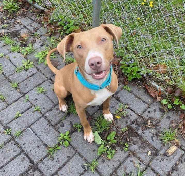 Photo of Scooby
