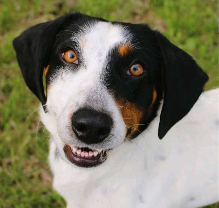 Photo of Tucker
