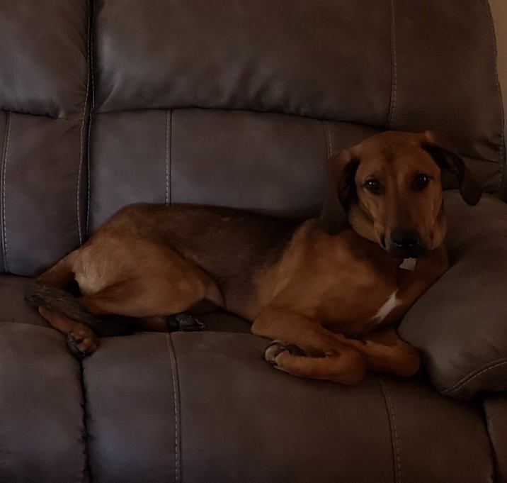 Photo of Cooper