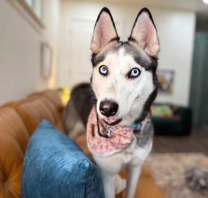 Photo of Skye