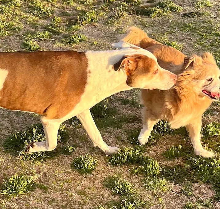 Photo of LITTLE DUDE & PRINCE
