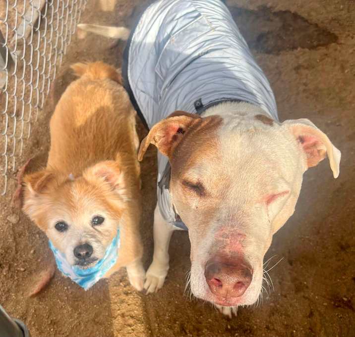 Photo of LITTLE DUDE & PRINCE