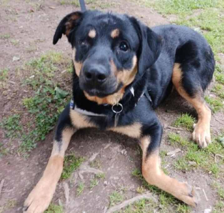 Photo of Buddy