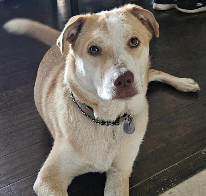Photo of Luna