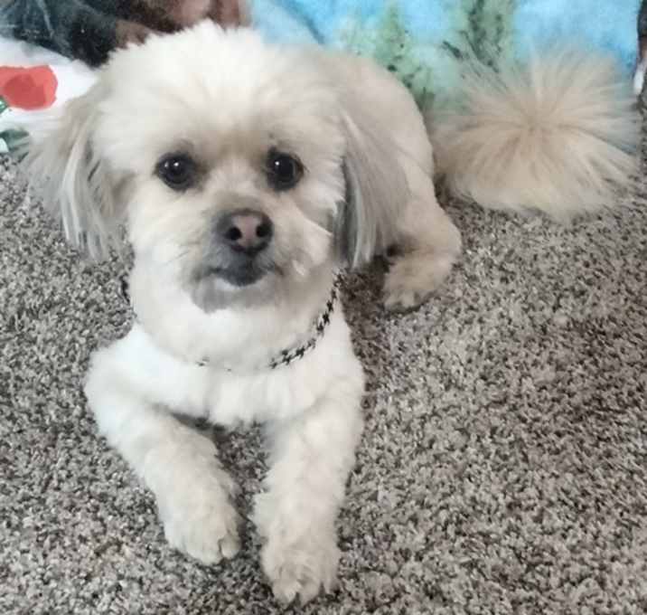 Photo of CHICO
