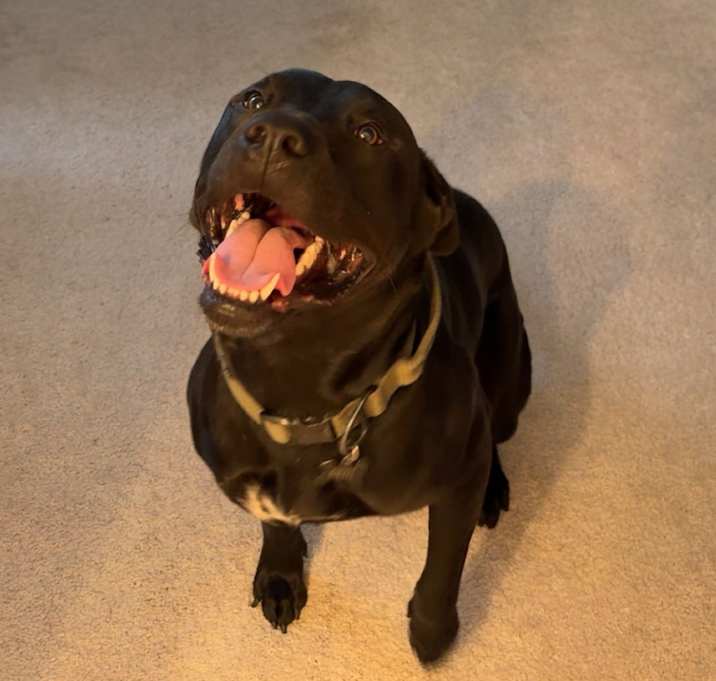 Photo of Diesel