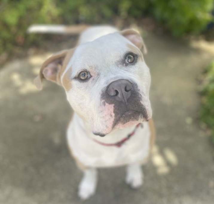 Photo of Boots