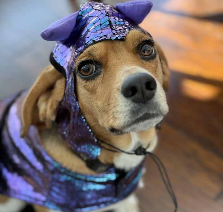 Photo of Coco
