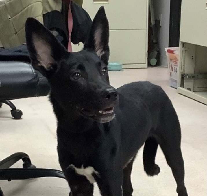 Photo of Licorice
