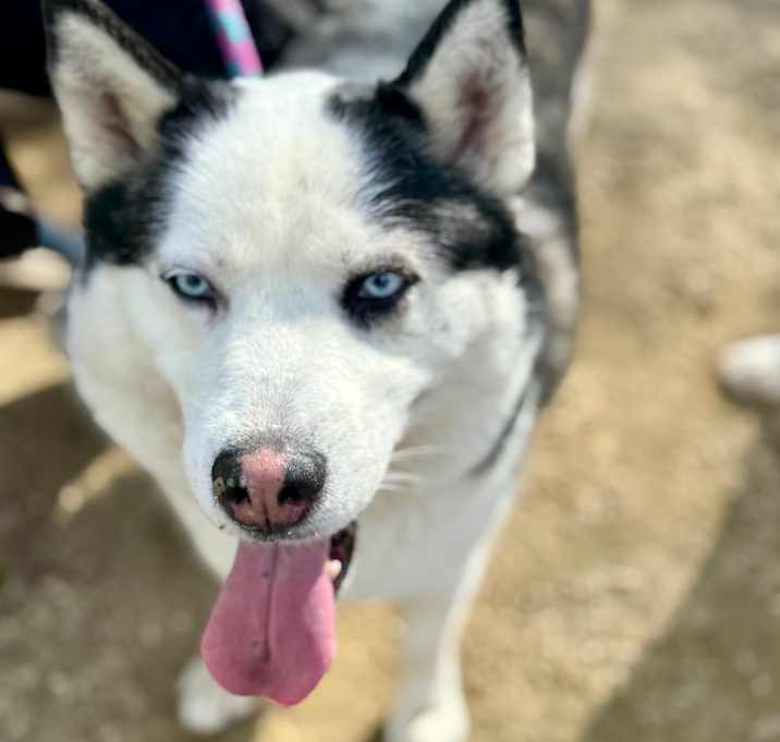 Photo of Bunny (C000-282) - Costa Mesa Location