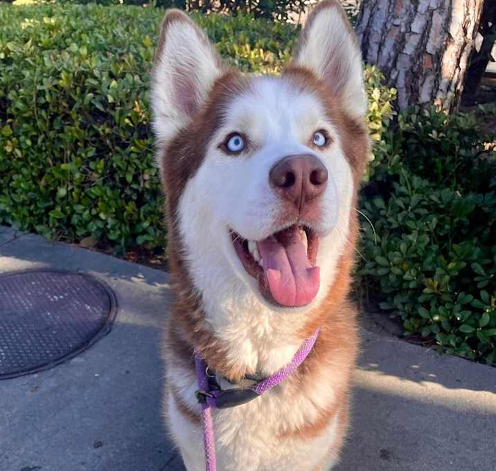 Photo of Clive  (C000-283) - Costa Mesa Location